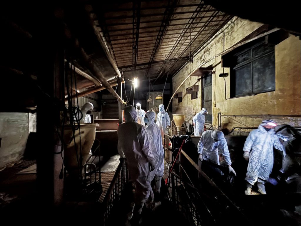 針對傳出病例的畜牧場消毒,是確保病毒不再擴散的基本功。(圖片提供╱農業部)