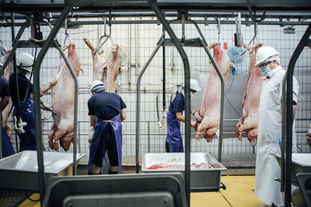 屠宰場是生物安全重要節點,臺灣豬隻屠宰場的生物安全規範持續提升,但也有讓產業更安全的升級可能。(攝影╱梁偉樂)
