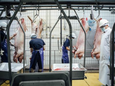 屠宰場是生物安全重要節點，臺灣豬隻屠宰場的生物安全規範持續提升，但也有讓產業更安全的升級可能。（攝影╱梁偉樂）