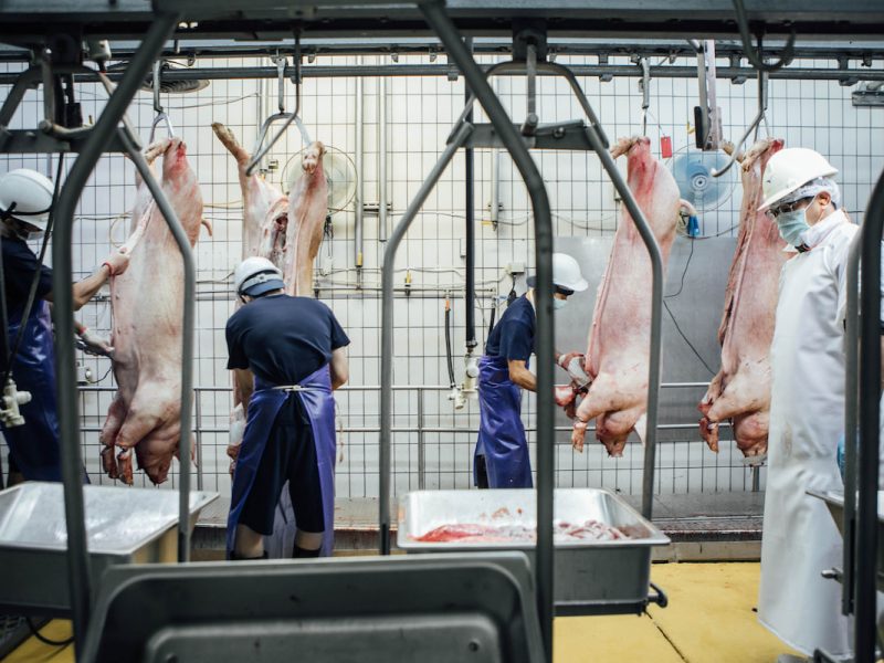 屠宰場是生物安全重要節點，臺灣豬隻屠宰場的生物安全規範持續提升，但也有讓產業更安全的升級可能。（攝影╱梁偉樂）