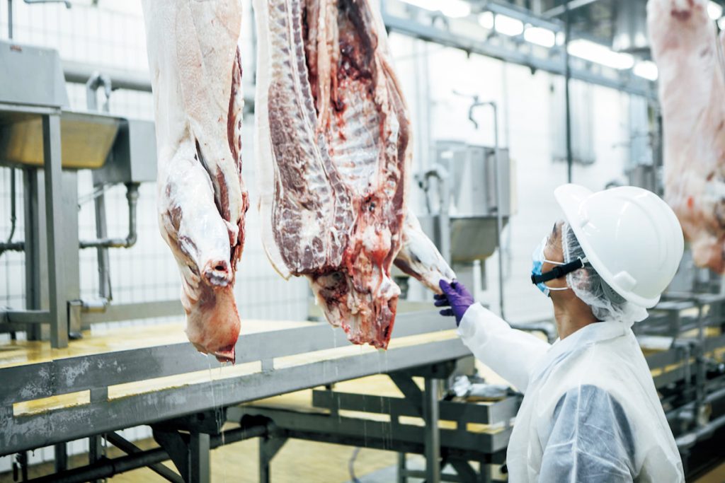 案例場在病例發生後,雖有出豬到市面,豬隻屠宰前後,都會由屠宰場內的獸醫師檢查確認無異常,因此不需太過驚慌。(圖中非案例場域,攝影╱梁偉樂)