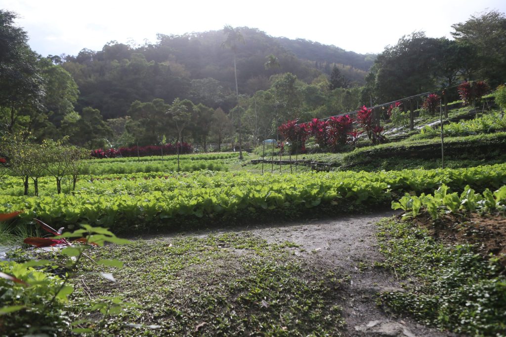 頭城農場善用園區豐饒自然資源，推出綠色遊程。（攝影／孫維揚）