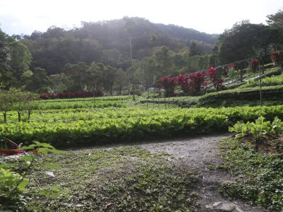 頭城農場善用園區豐饒自然資源，推出綠色遊程。（攝影／孫維揚）