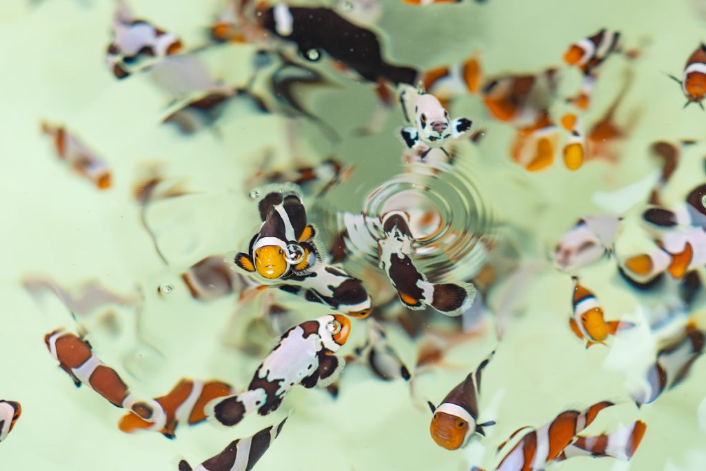 小丑魚只要看人靠近,就會自動靠近等待餵食。