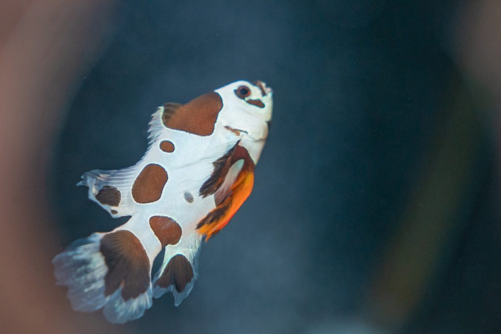 「畢卡索颶風禮服」小丑。