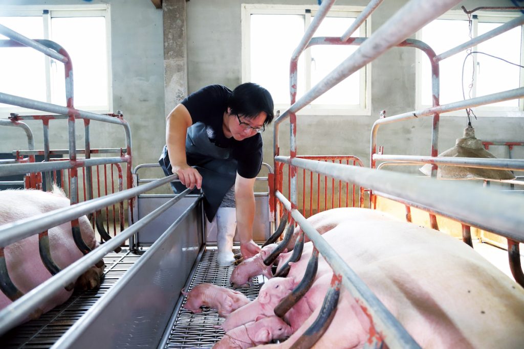 此次因非洲豬瘟,禁止飼料餵豬、禁宰禁運,讓全臺豬農都受到影響,但他們的日常工作仍照常進行。(圖片提供╱陳柏吟)
