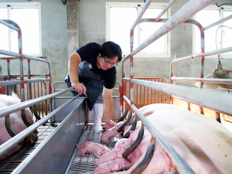 此次因非洲豬瘟，禁止飼料餵豬、禁宰禁運，讓全臺豬農都受到影響，但他們的日常工作仍照常進行。（圖片提供╱陳柏吟）