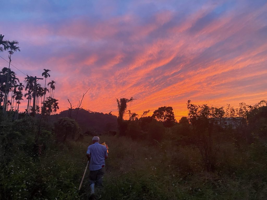 剛開始返鄉是這樣荒煙蔓草，洪崇德看著父親一個人工作的背影倍感心疼。