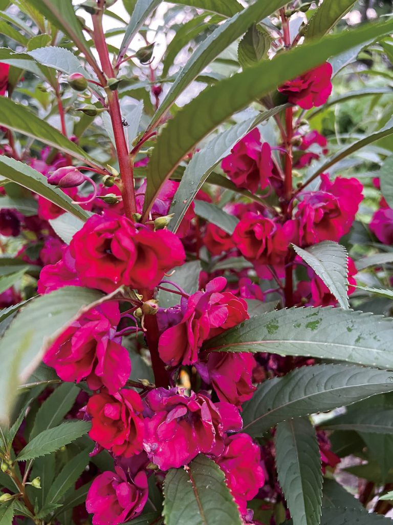 洪崇德的父親一開始種植臺灣鳳仙花自娛自賞，據說蒐集了全臺灣的原生種。