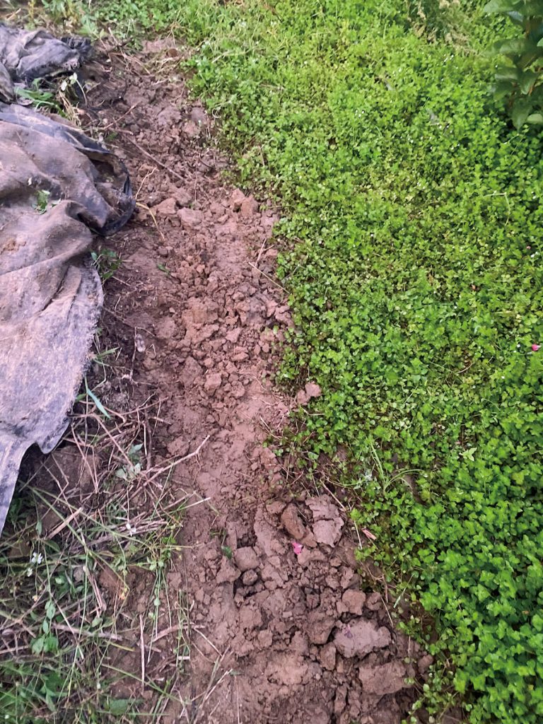 洪崇德從高雄農改場的老師那學到，先在中間種一排心葉水薄荷，長開了再把雜草抑制蓆掀起來。