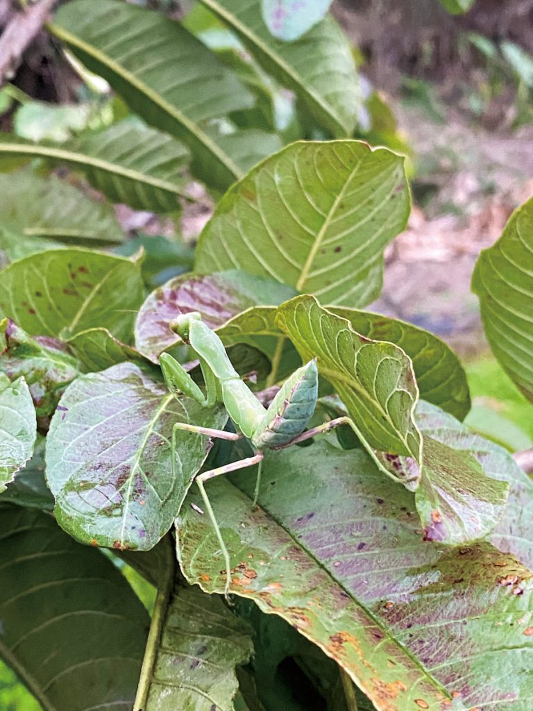 試著種草豐富田間生態後，雖然介殼蟲跟蝶蛾類幼蟲來了，不過螳螂跟瓢蟲也來了。