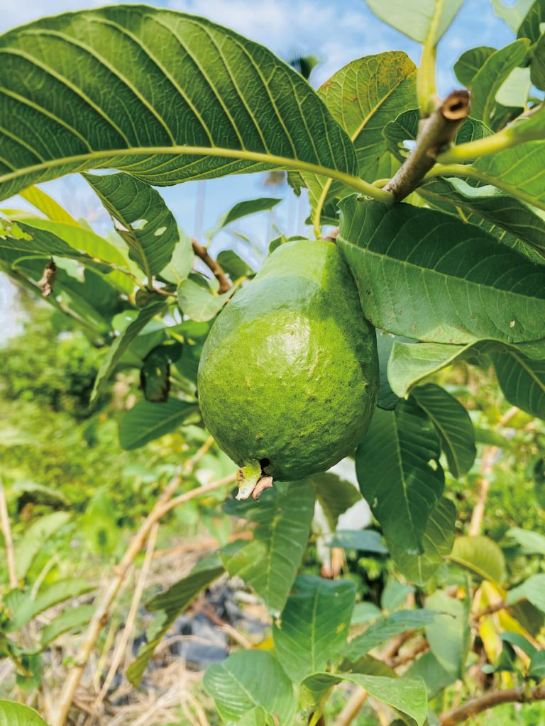 即將面對第一次收成，洪崇德才發現自己經驗的不足。如何剪枝促花、摘心，如何疏果套袋，處處皆學問。
