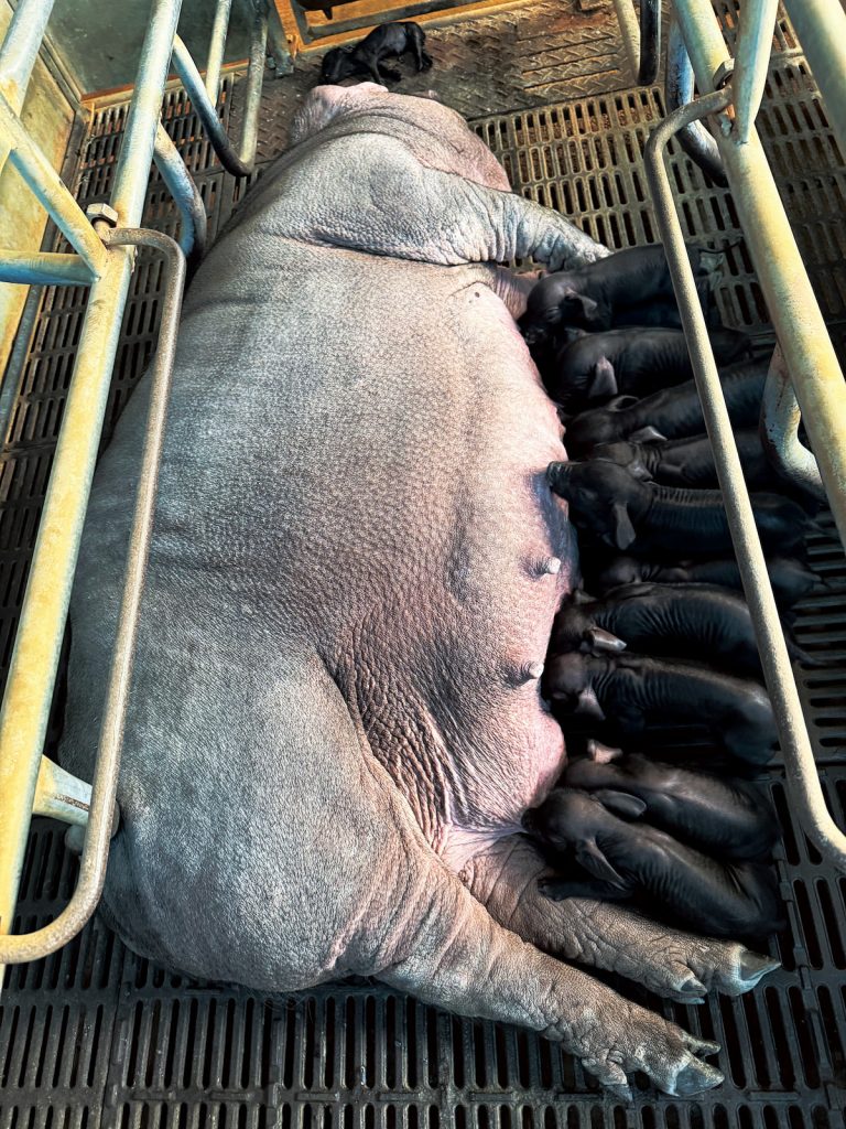 臺灣本土黑豬的肌間脂肪較高,肥肉口感Q彈紮實,風味豐富卻不油膩。