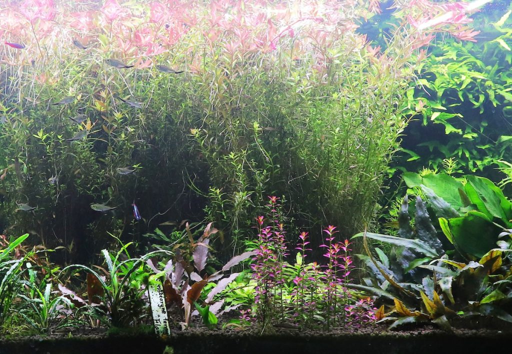 電商倉庫裡，擺滿成排的五呎水草造景缸。