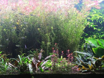 電商倉庫裡，擺滿成排的五呎水草造景缸。