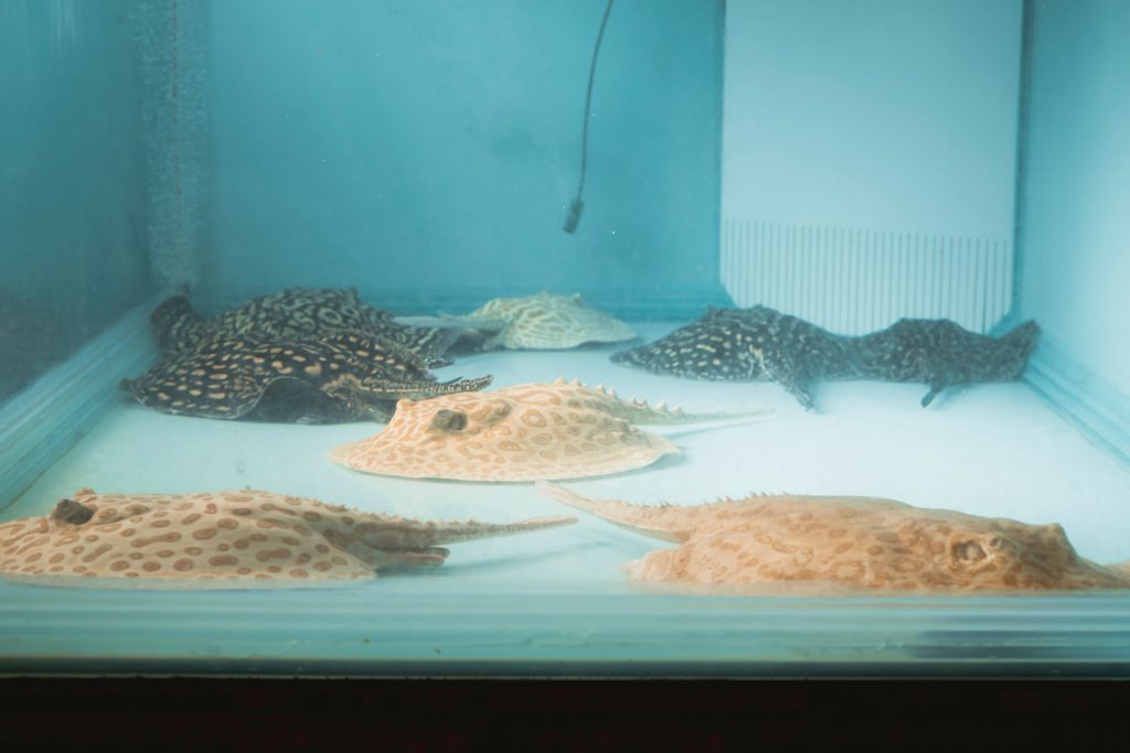 白色的是白子直線,黑色的是白化之鑰,這一缸要價不斐。