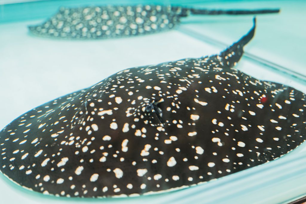 在育種改良技術出現前,滿天星黑白魟身上的圓點花紋是觀賞魟魚中最經典的標誌性圖案。