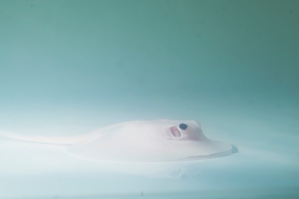 白化黑帝王全身純白,唯一的黑集中在眼睛,乍看像極了來自宇宙的異生物。