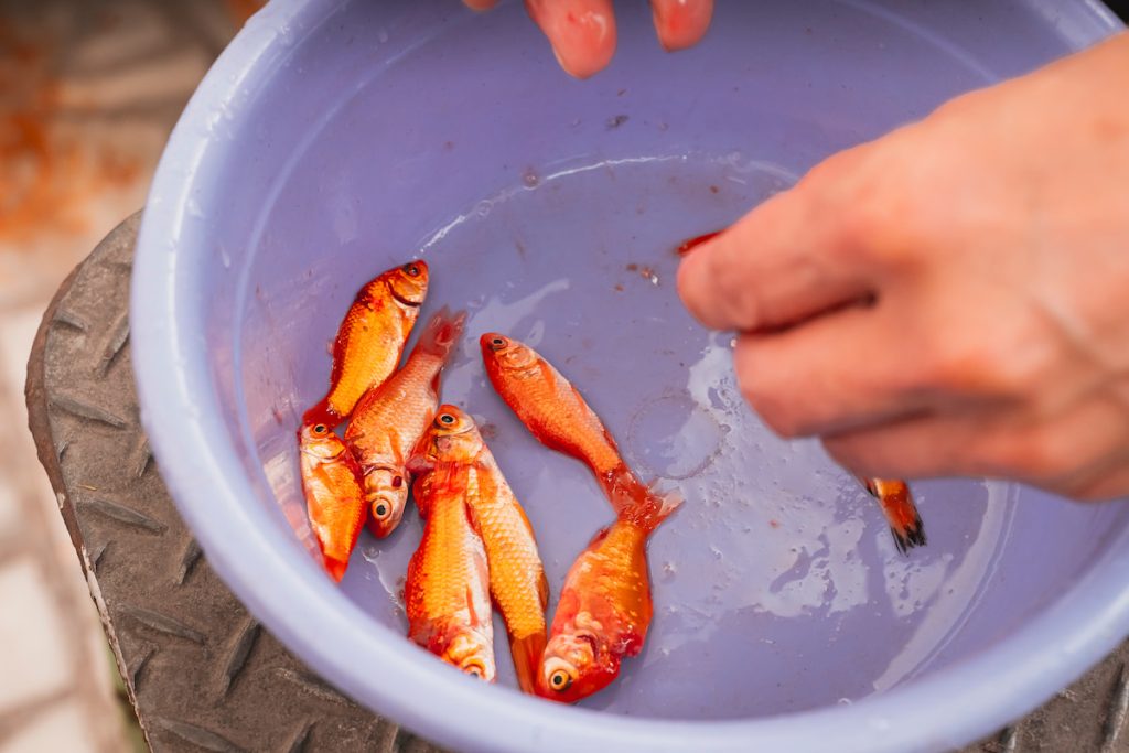 鮮魚是食慾不振的生病魟魚最愛的食物。
