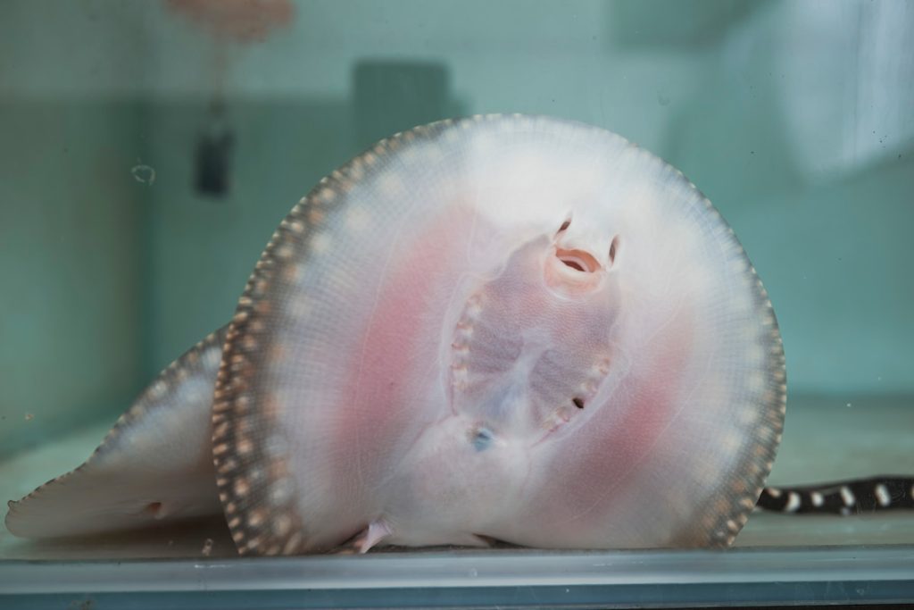 一般人覺得魟魚的腹腔部很討喜,然而令魟魚價值起伏的反而是背部的花紋。