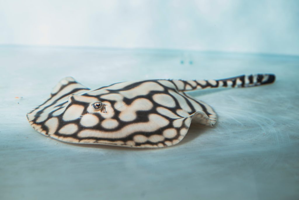 呂承宇成功將原本黑帝王的圓圈花紋,通過配種和選育,改變成了直線。