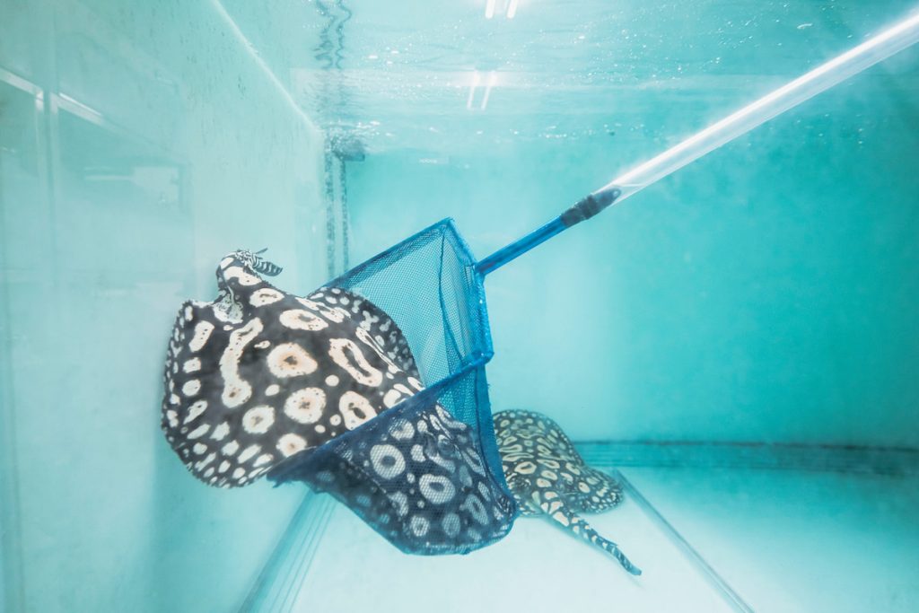 魟魚尾刺有神經毒素,捕撈時要相當小心。