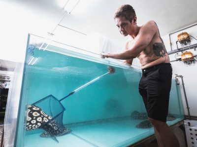 臺灣是魟魚市場發展興盛的源頭，而呂承宇則是這領域的傳奇人物。