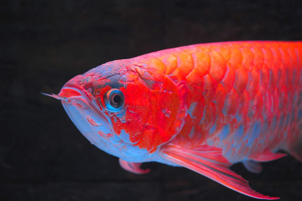 昭輝養龍魚的堅持是不用「烤色燈」讓龍魚發色,張姿心比喻烤燈就像女生上妝,並非永久性,「燈撤掉了牠的顏色就會慢慢回復原樣。」