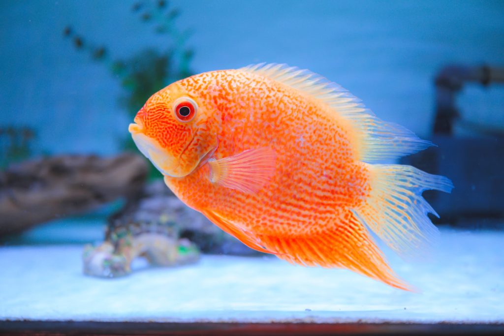 除了「養魚先養水」的基本心法,張姿心認為水族管理和餵養方式都要與時俱進。圖為金波羅魚。