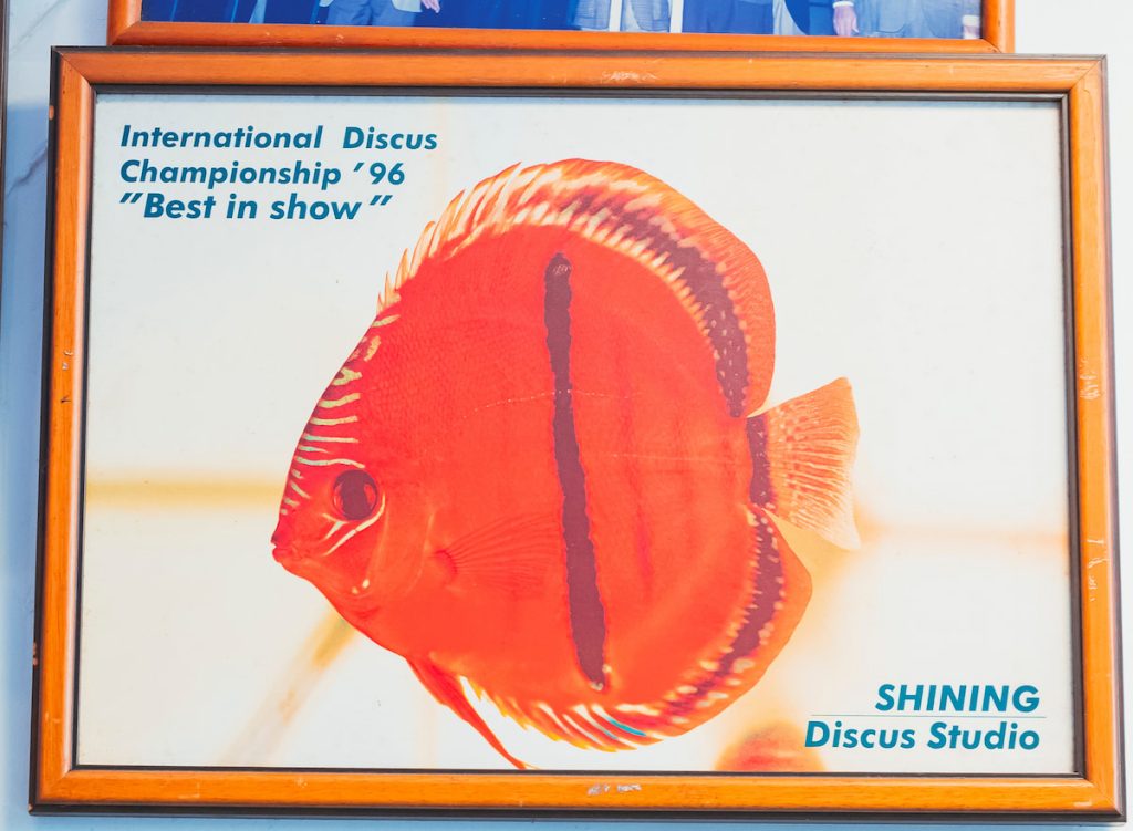 一九九六年奪得世界冠軍的七彩神仙,當時有人出價百萬,翁睿暉也不願割愛。