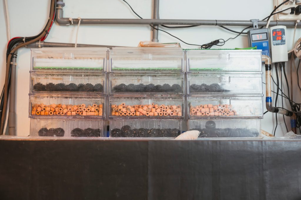 「養魚不能照本宣科」張姿心強調每個魚缸就是一個獨立的水族生態,要密切觀察每天的狀態。