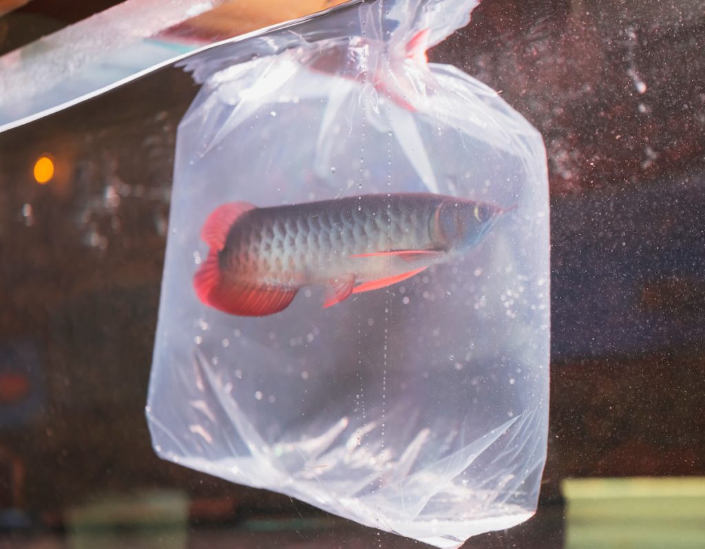 灌純氧打包龍魚。