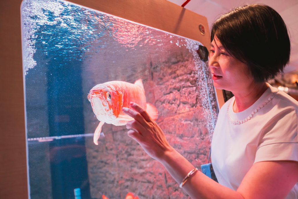 看向陪伴自己大半輩子的龍魚,張姿心眼神充滿溫柔。