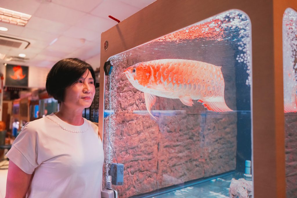 張姿心經營的昭輝龍魚折射臺灣水族產業的興衰軌跡。