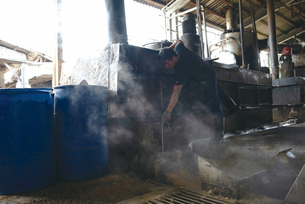 廚餘是臺灣常見的豬隻營養來源,但需落實蒸煮才能避免生物安全疑慮。(圖中非案例豬場;攝影╱謝佩穎)