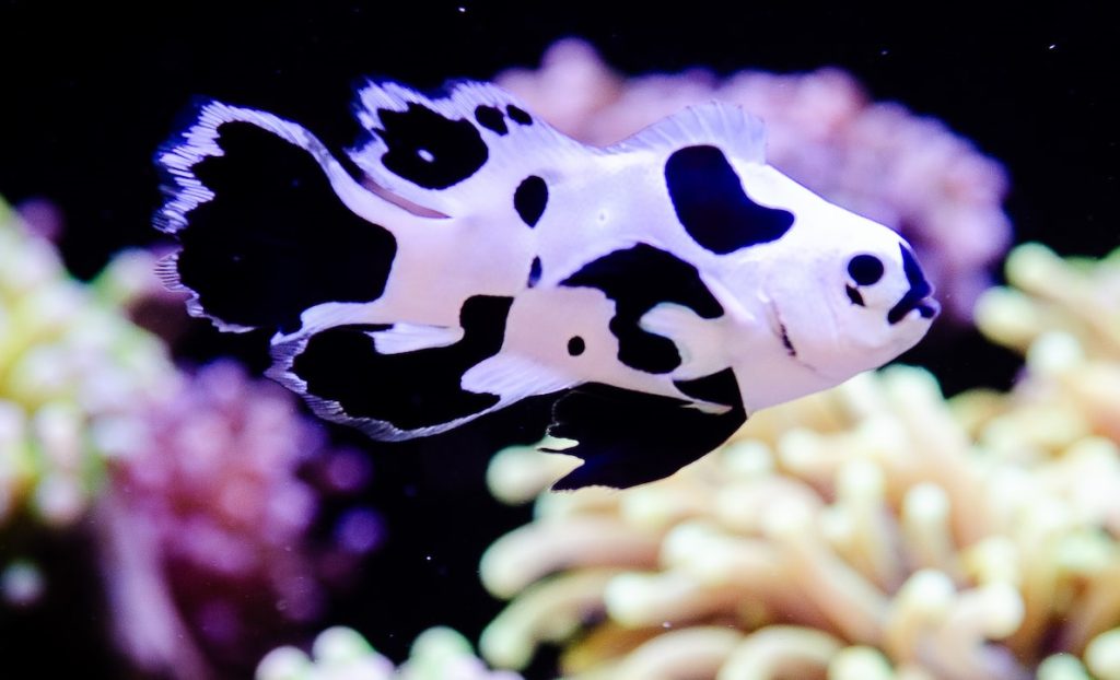 盛天合積極在各網路社群曝光小丑魚美照。