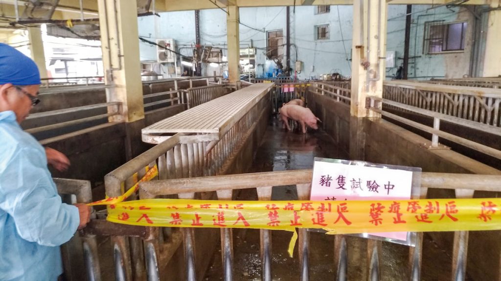 將沒抗體的豬(稱為哨兵豬)放在拍賣場與屠宰場繫留區,與豬群接觸18小時以上,再送去檢查有否病毒潛伏,此為「哨兵豬計畫」。(圖片提供╱農業部防檢署)
