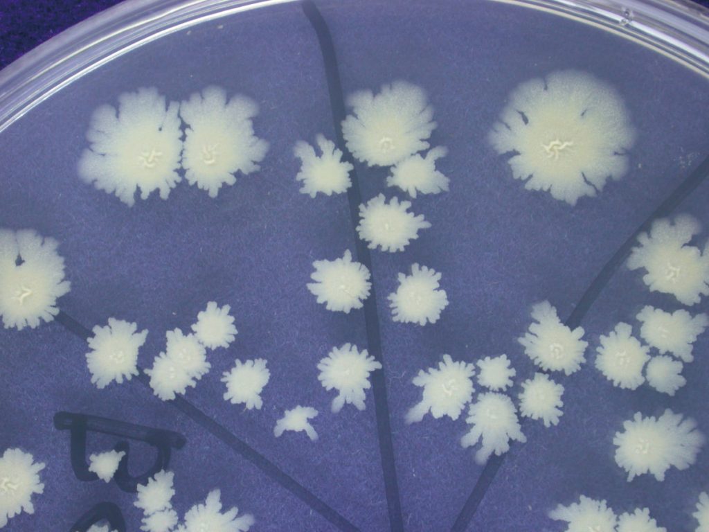 液化澱粉芽孢桿菌（TCB9722）菌落型態。