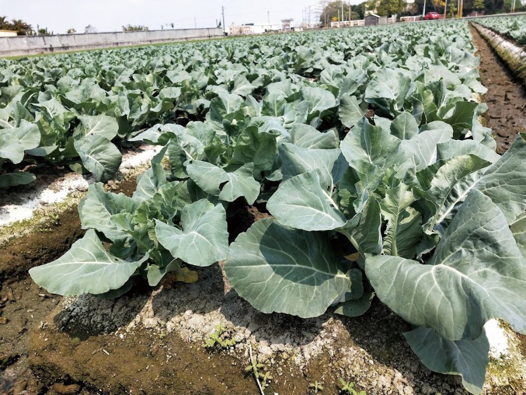 液化澱粉芽孢桿菌（TCB9722）有機液肥田間應用可減輕蔬菜淹水逆境。