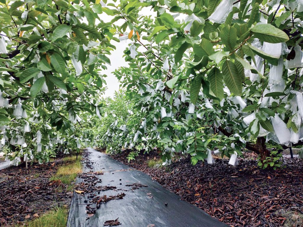 液化澱粉芽孢桿菌（TCB9722）有機液肥田間應用效果。