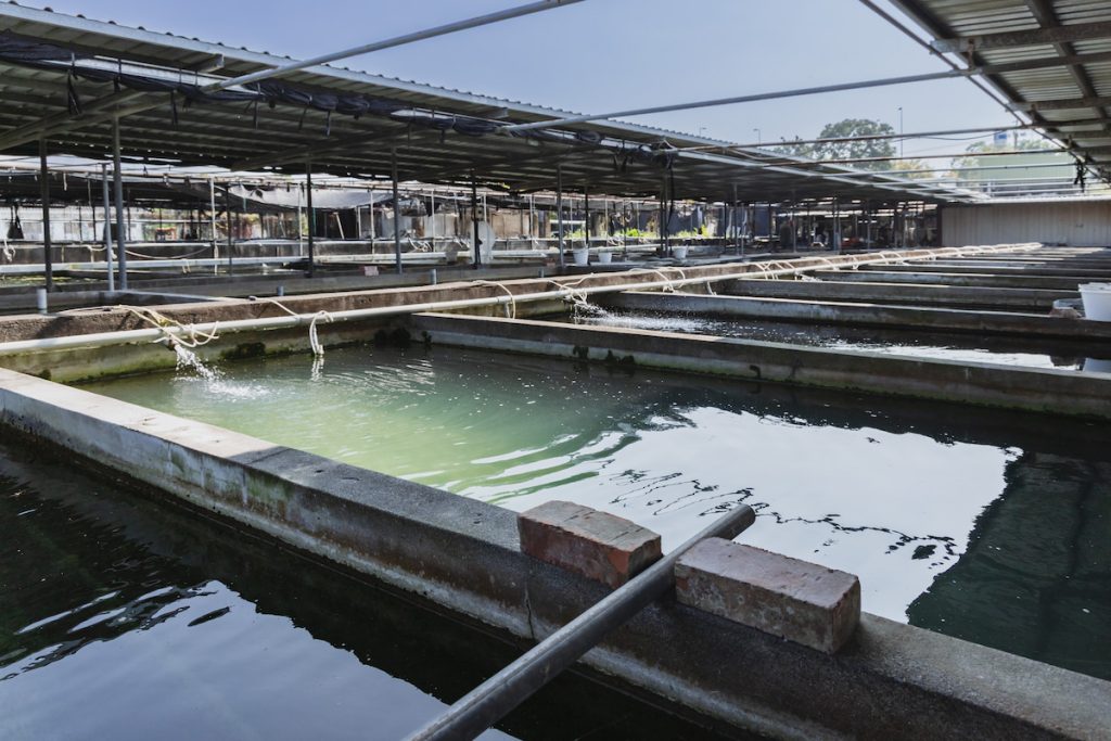 一池一種顏色，不能混養，以維持米蝦體色單純。