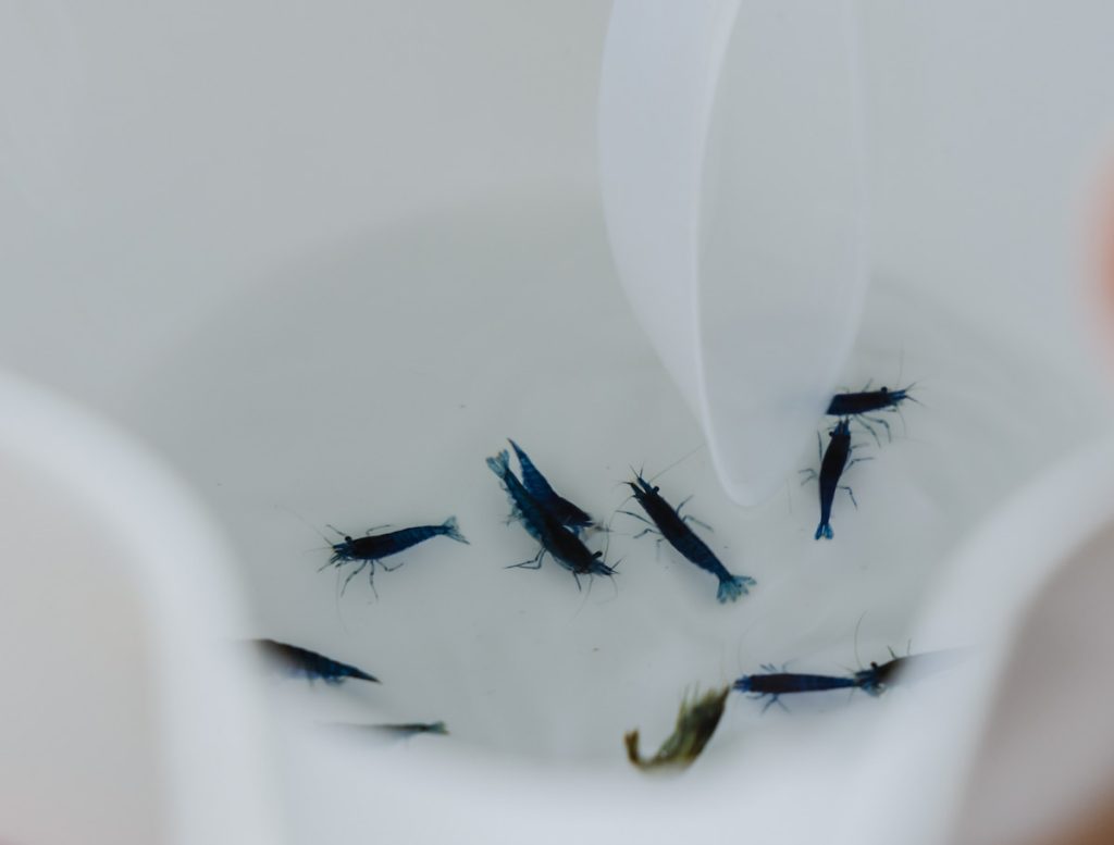 米蝦體型非常迷你，挑選時需放在白色水瓢中才容易看清楚。