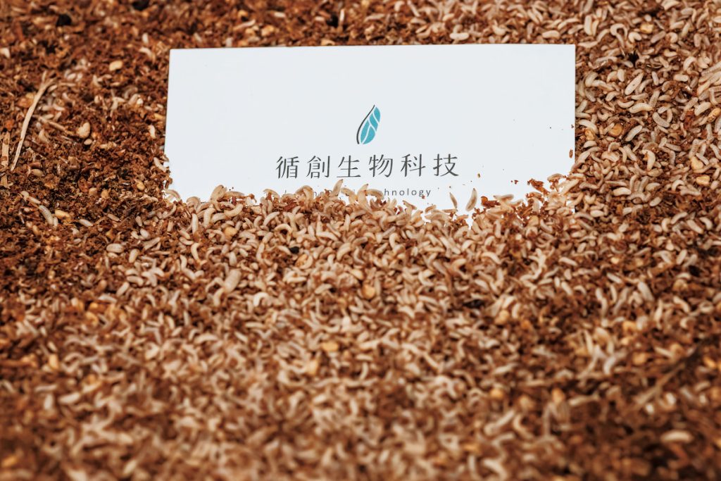 大自然的分解者黑水虻,如今也是循環經濟的明星,循創生技在突破設備限制後,成為臺灣第一大黑水虻養殖及後端商品製造工廠。