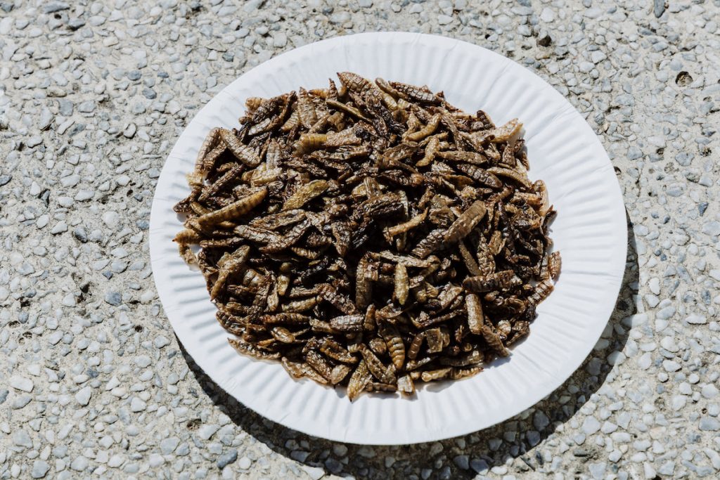 這是烘乾的黑水虻,其實聞起來竟然像加了奶油的蝦味先,未來昆蟲蛋白應該會走入人們生活很多角落。