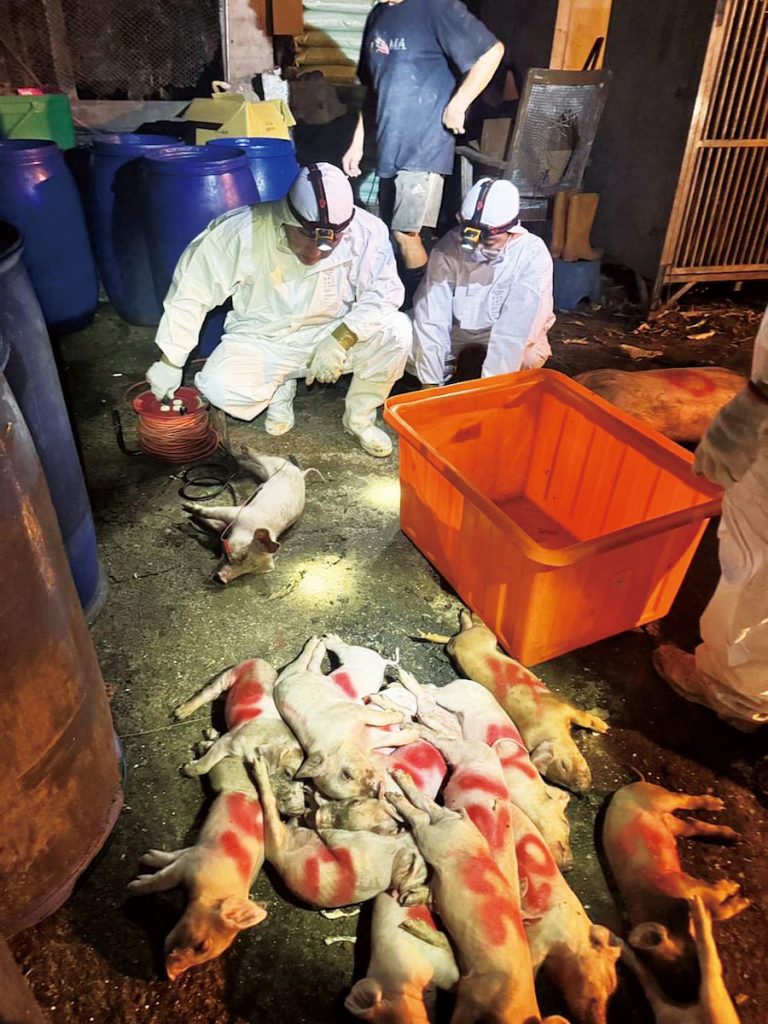 案例場豬隻預防性撲殺。(圖片提供╱臺中市政府)