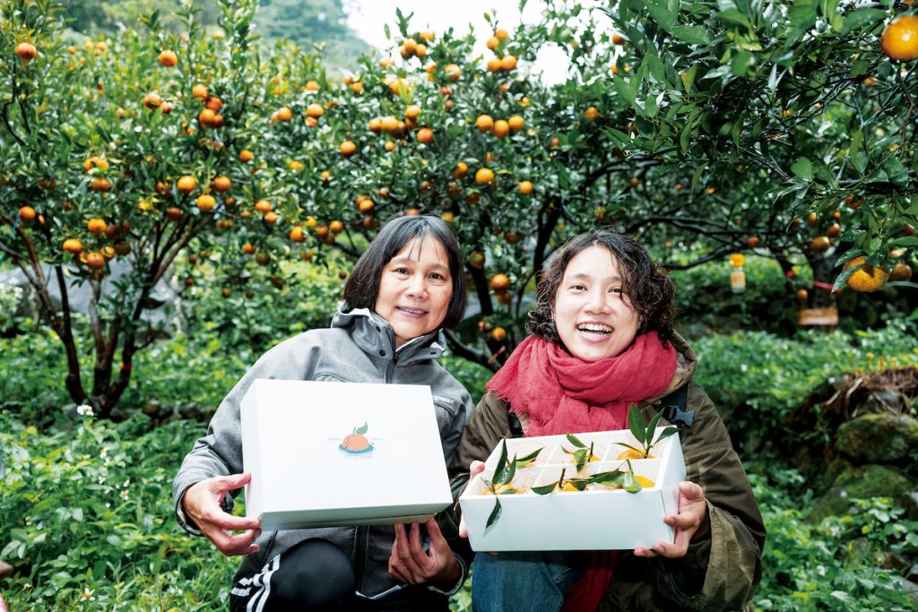 合作社推出「草山復育禮盒」，期望消費者親嚐北投不同農場的桶柑。