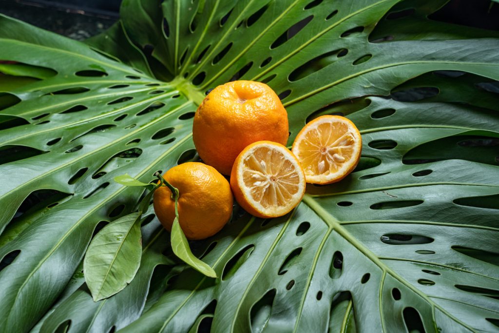 臺灣特有種的南庄橙。