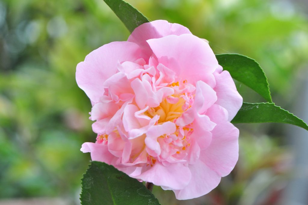 天香是少具有香味的茶花,在花市頗受愛花者歡迎。