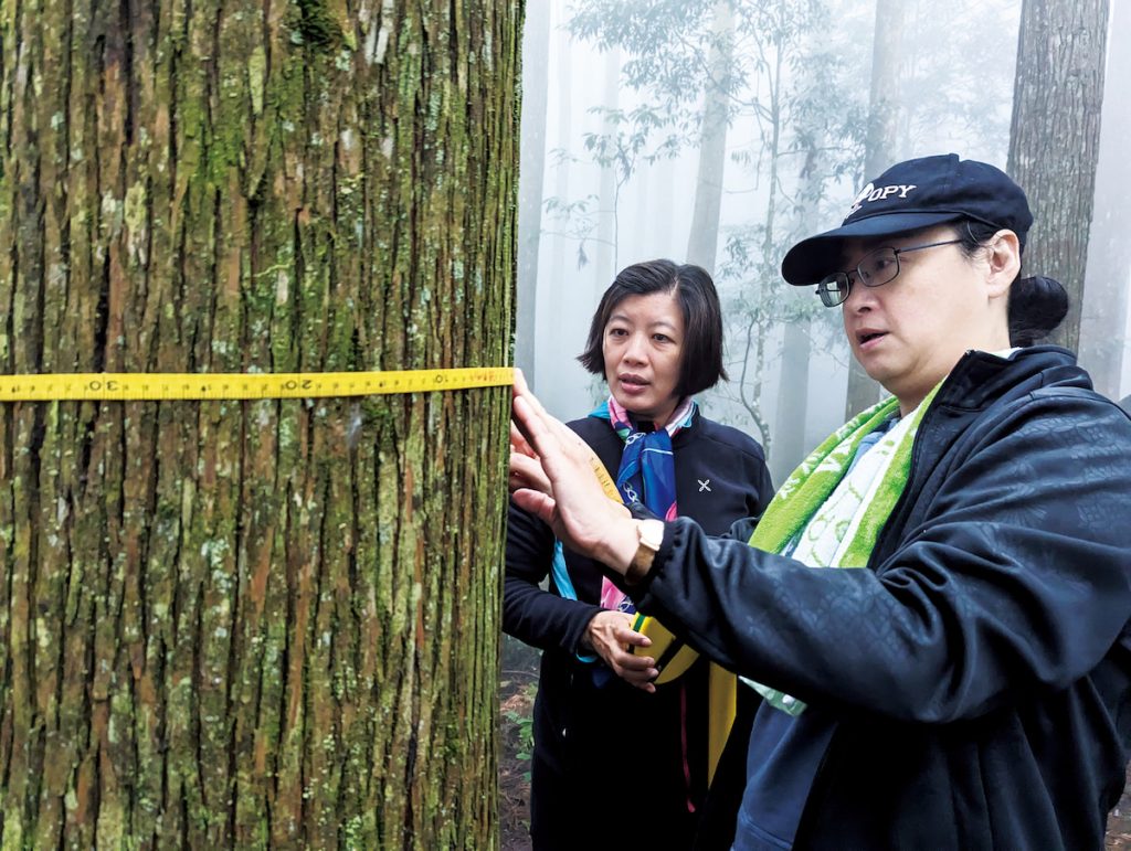 實際操作樹木碳匯測計,以便了解森林碳匯計算的原理。(圖片提供/斯創教育工作群)