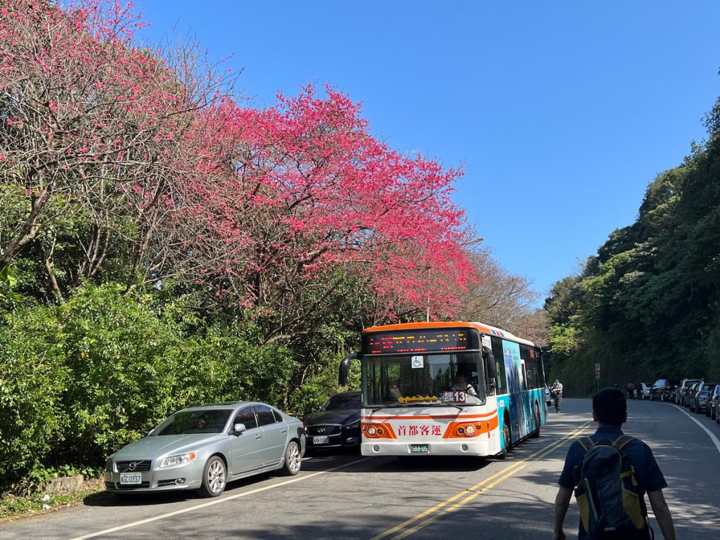 山區公路旁的山櫻花，是走春時的重要景緻。